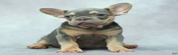 French Bulldog dogs for sale: Mocha - Ad 4