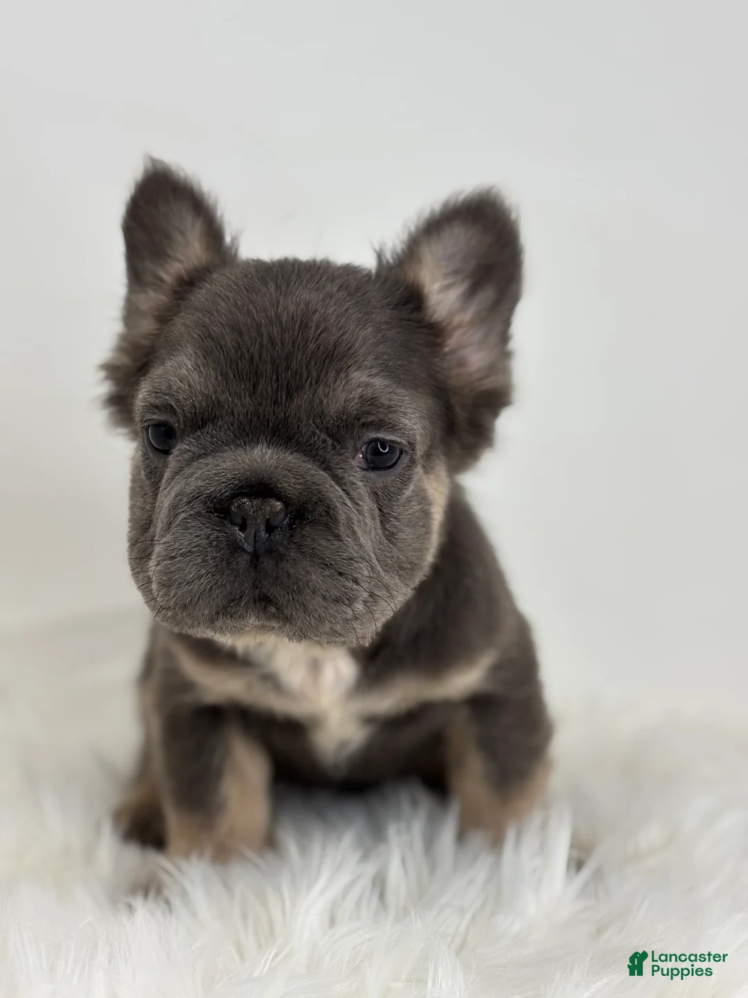 French Bulldog dogs for sale: Preston - Ad 5