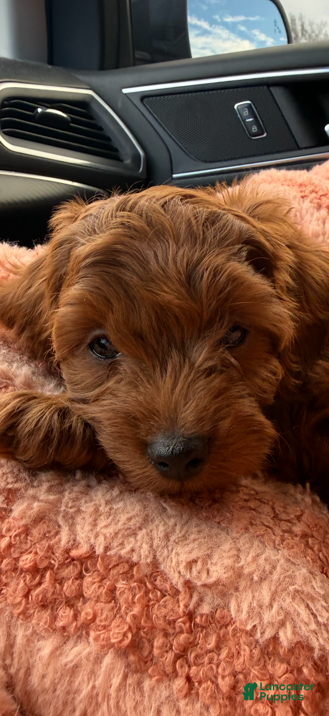 Cavapoo dogs for sale: Cavapoo Puppy 1 - Ad 3