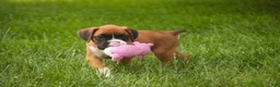 Boxer dogs for sale: Skye - Ad 8