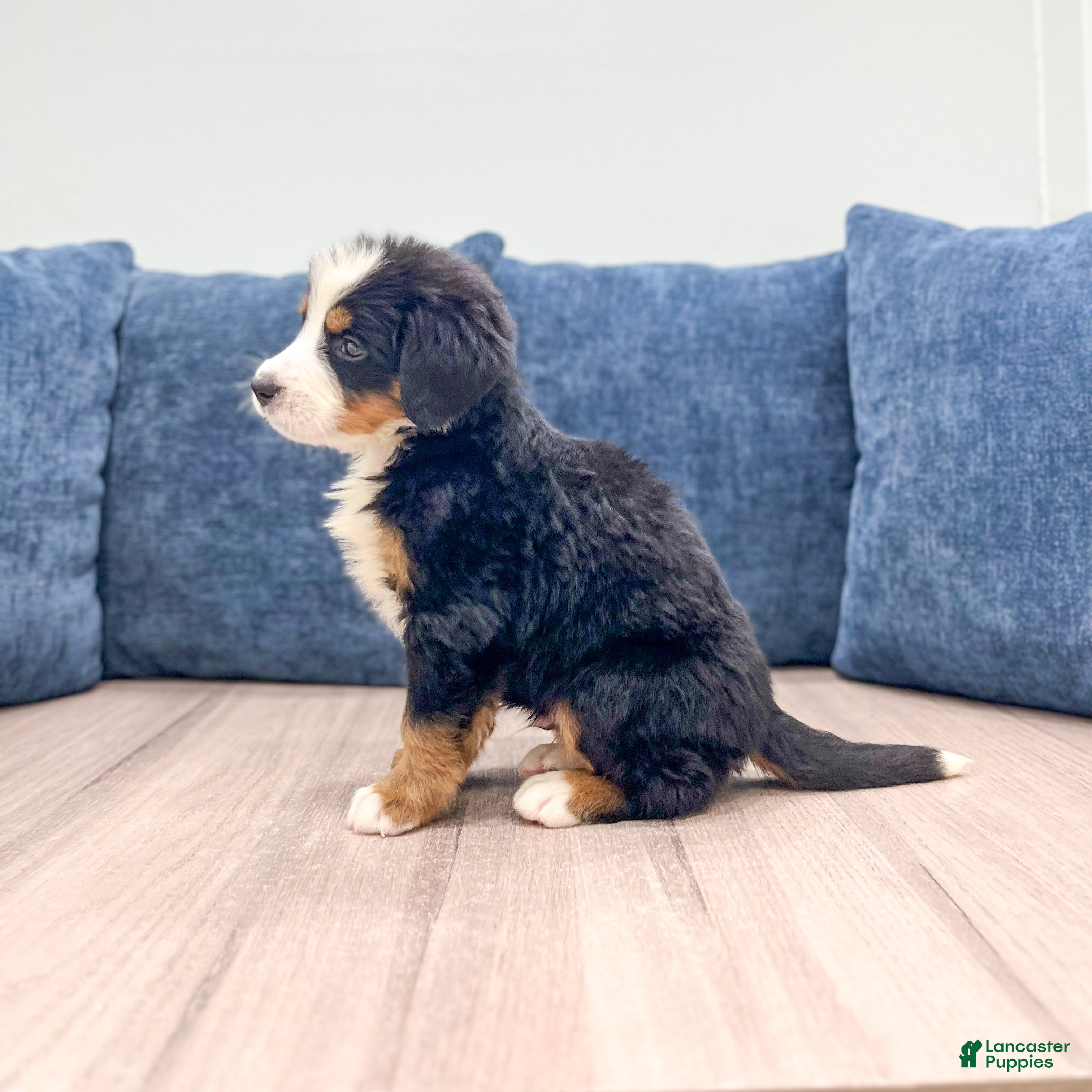 Bernese Mountain Dog dogs Jetson - Ad 2