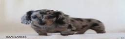 Miniature Dachshund dogs for sale: Lacey - Ad 5