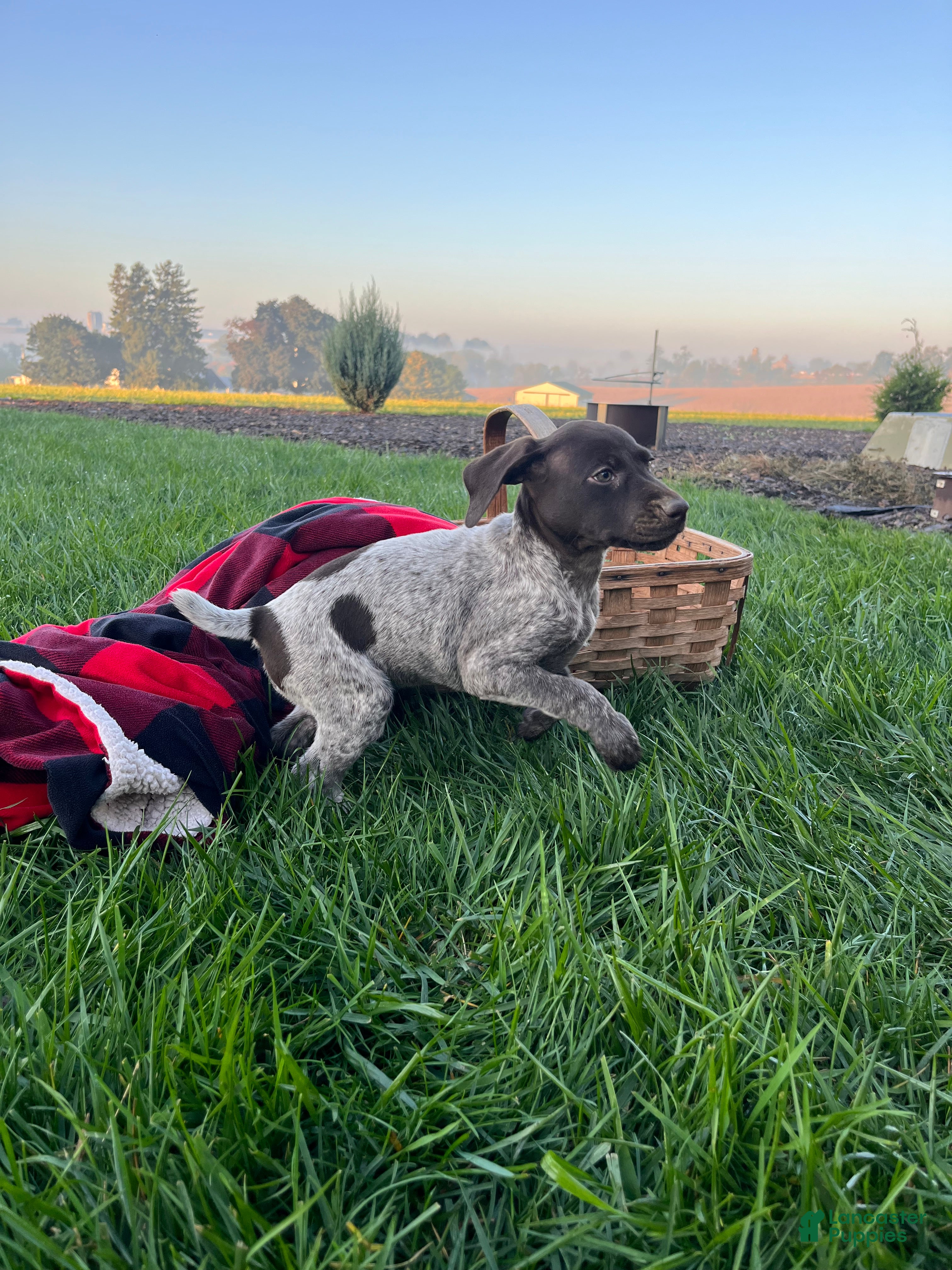 German Shorthaired Pointer dogs Sierra❤️AKC ready to go home today - Ad 2