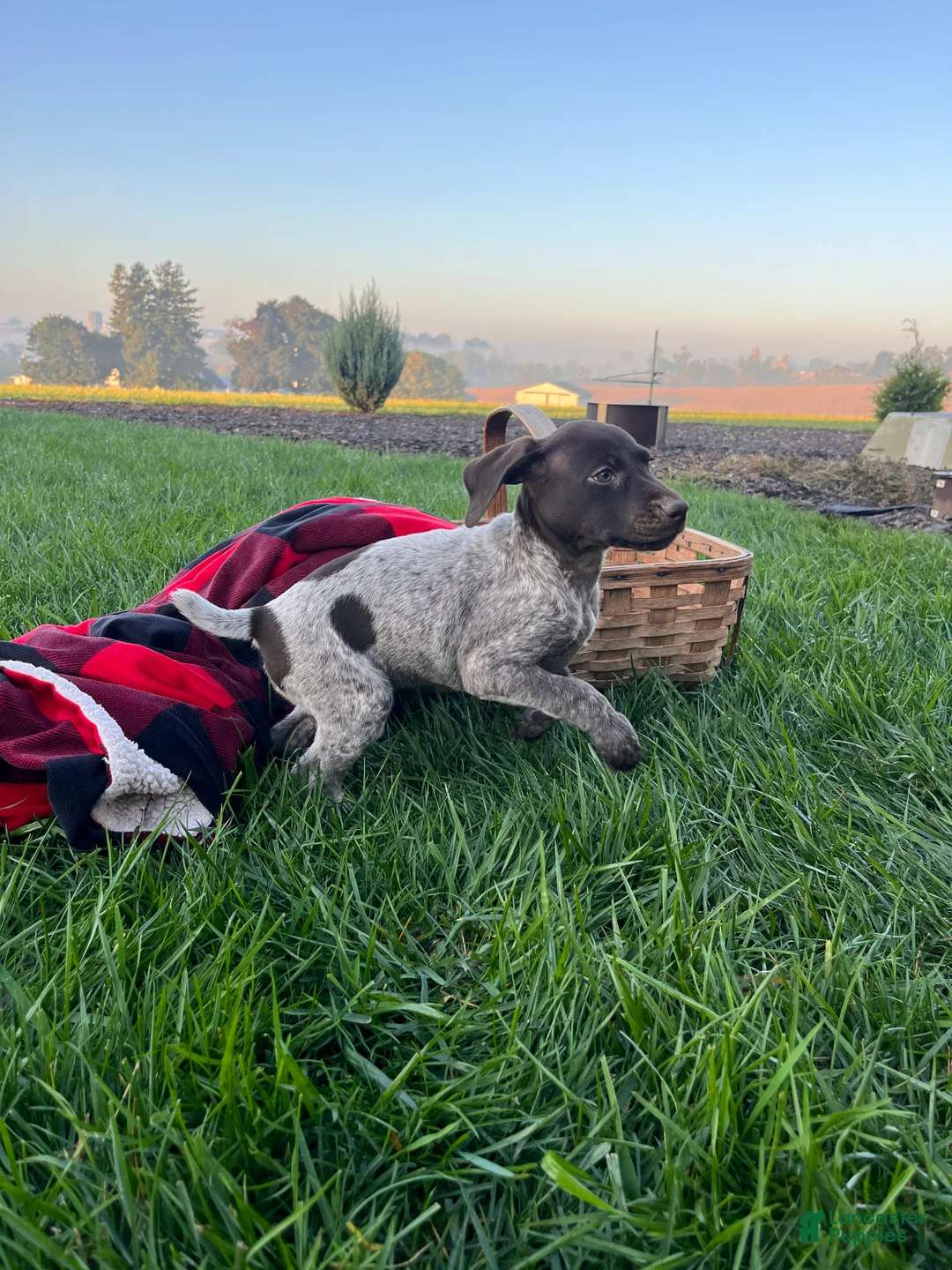 German Shorthaired Pointer dogs for sale: Sierra❤️AKC ready to go home today - Ad 2