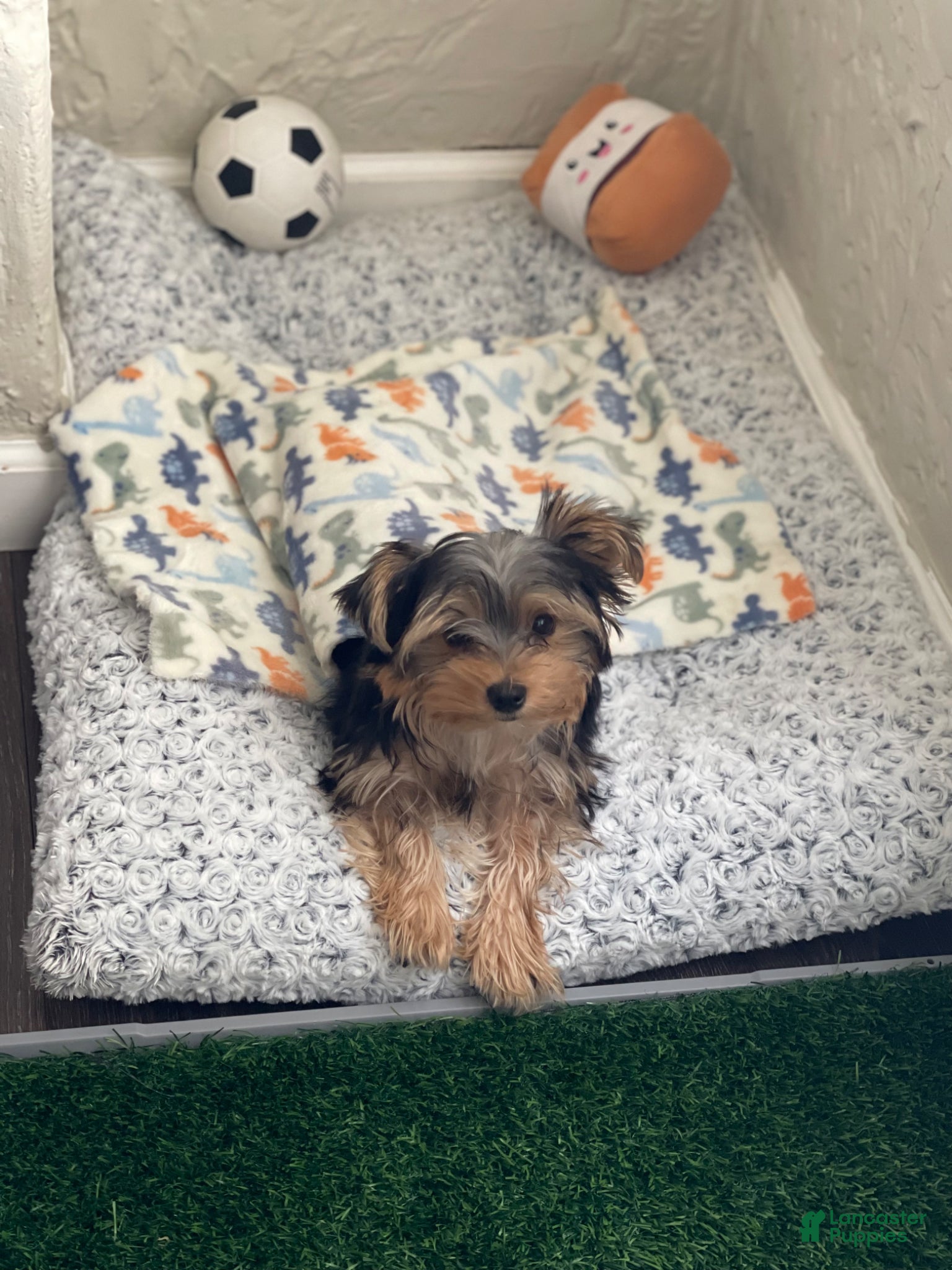 Yorkshire Terrier dogs Yorkshire Terrier Puppy 1 - Ad 14