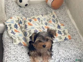 Yorkshire Terrier dogs Yorkshire Terrier Puppy 1 - Ad 12