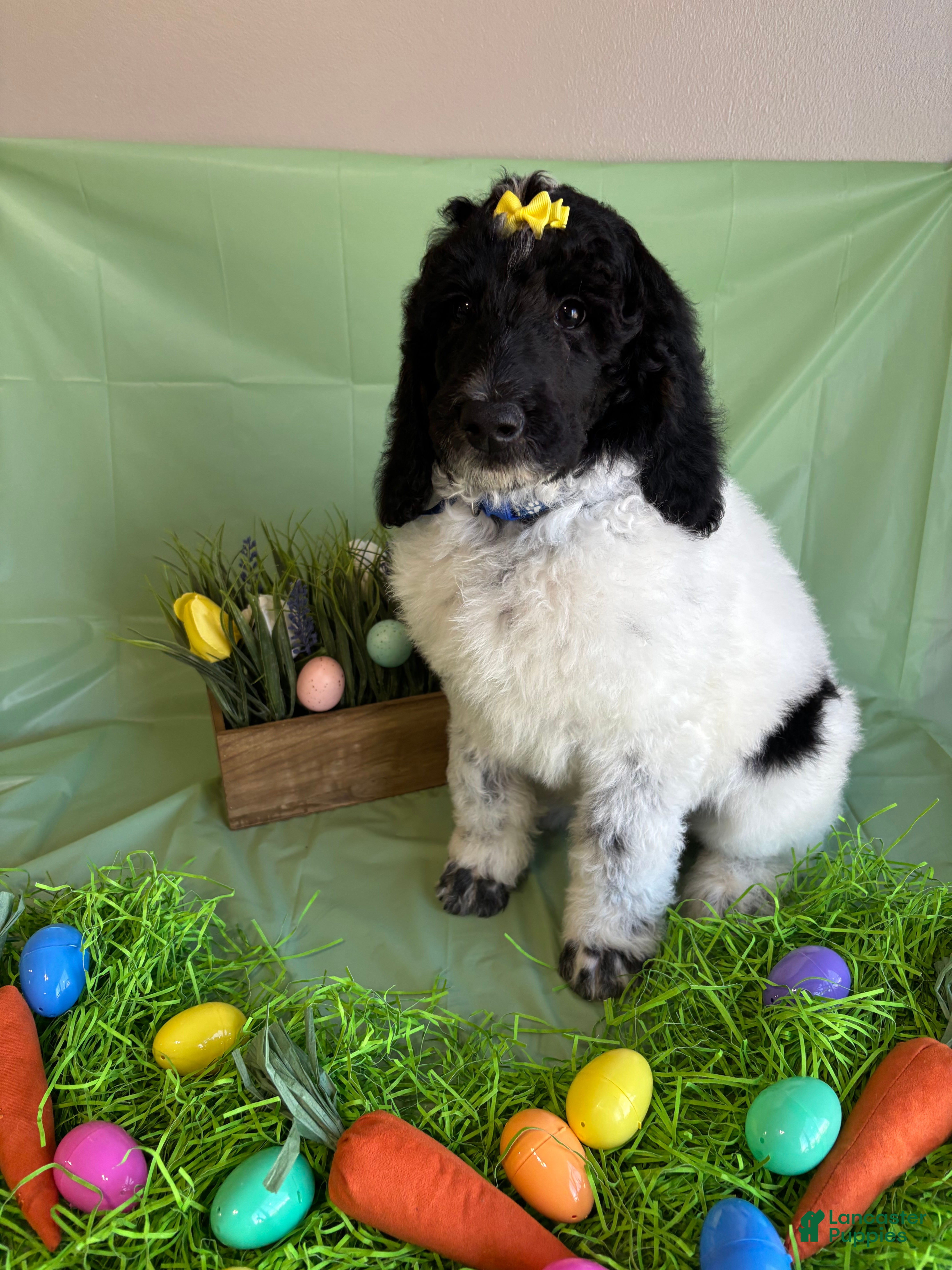 Standard Poodle dogs Bennet  - Ad 2