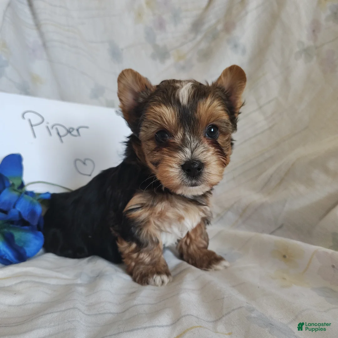 Yorkshire Terrier dogs for sale: Piper - Ad 1