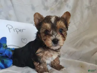 Yorkshire Terrier dogs Piper - Ad 7