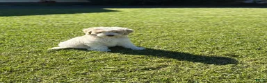 Nilla 