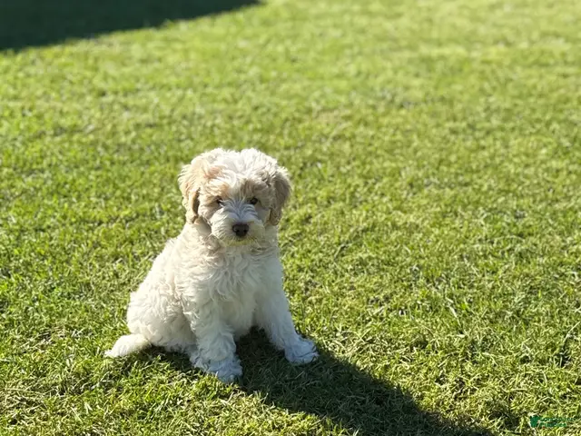 Goldendoodle dogs for sale: Nilla - Ad 1