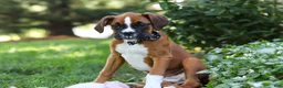 Boxer dogs for sale: Annie - Ad 3