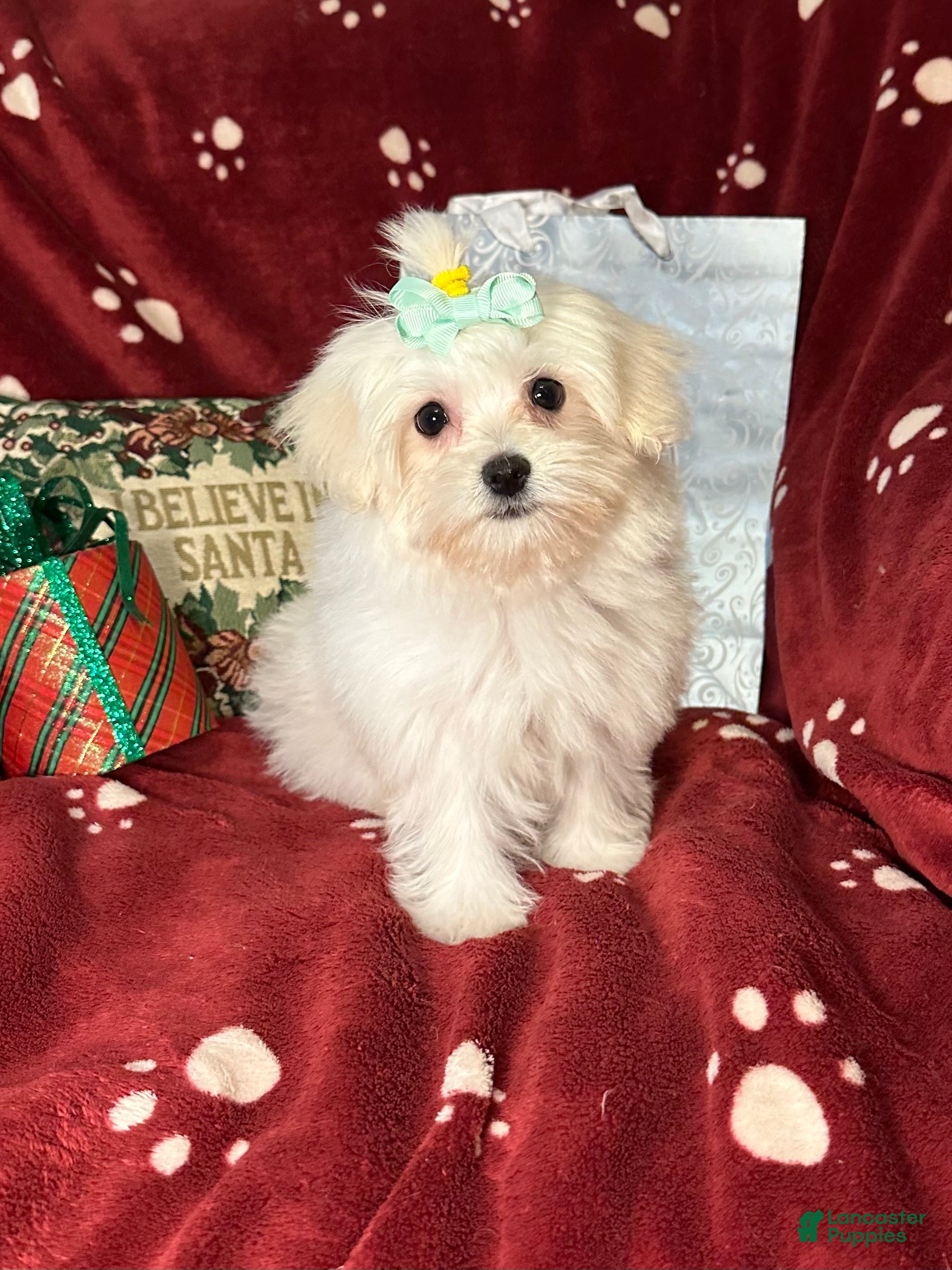 Maltese dogs Pixie - Ad 19