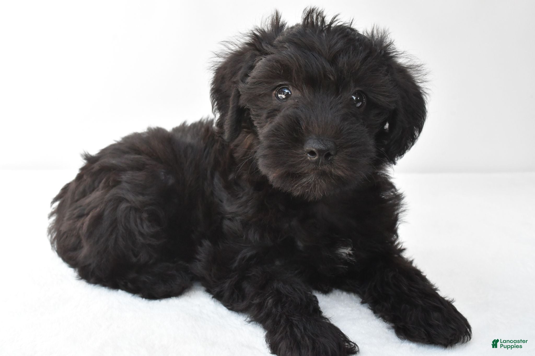 Schnoodle dogs Ace - Ad 2