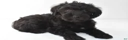 Schnoodle dogs for sale: Ace - Ad 2