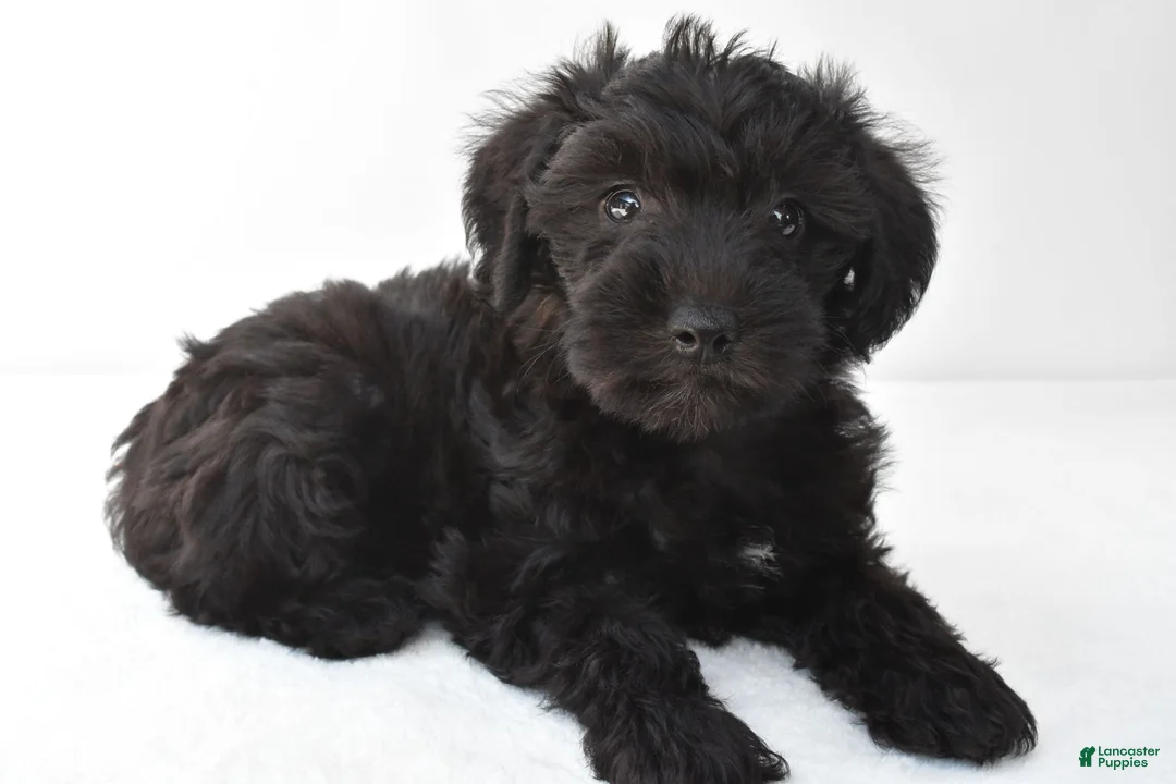Schnoodle dogs for sale: Ace - Ad 2