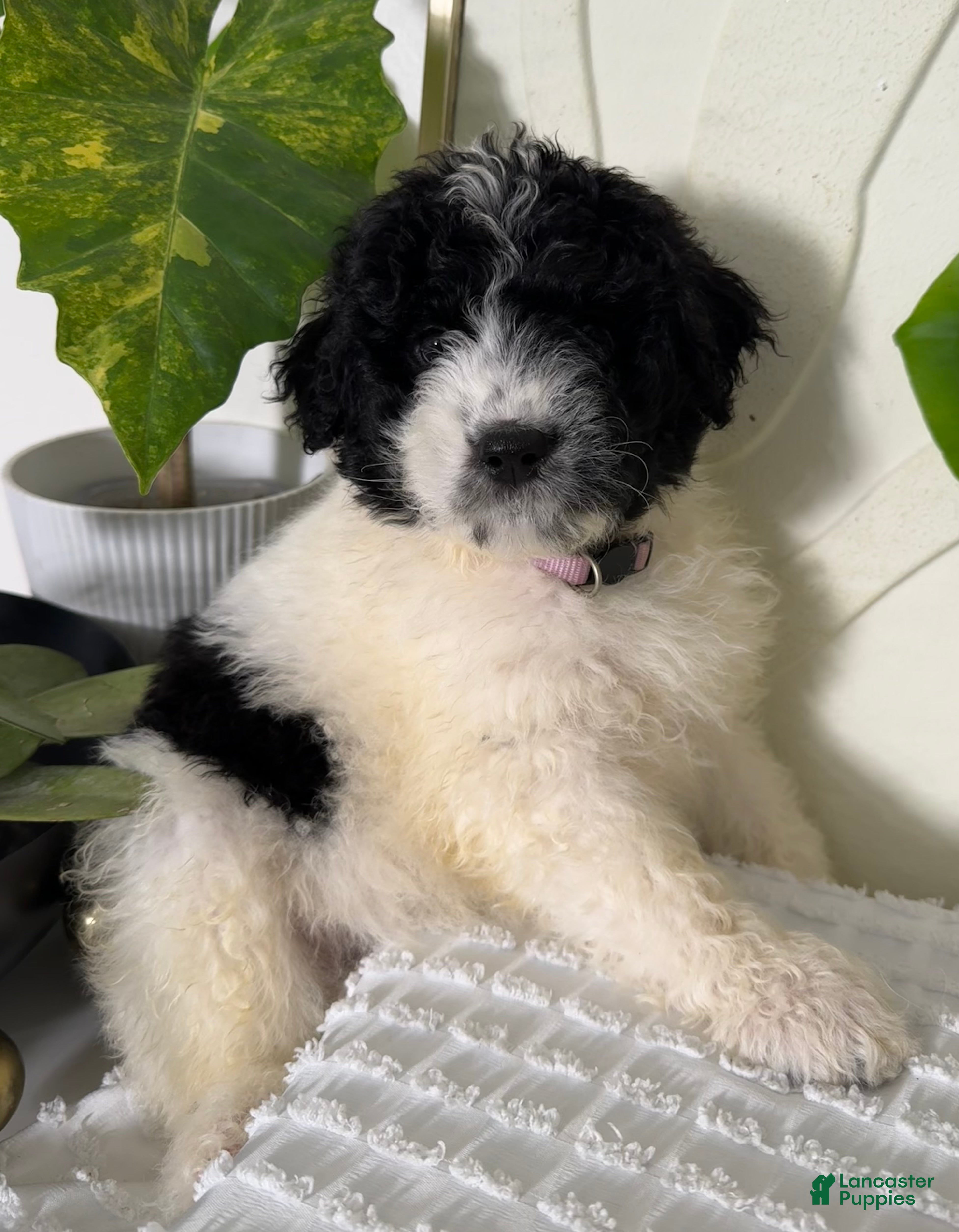 Mixed Breed dogs Mixed Breed Puppy 4 - Ad 20