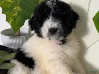 Mixed Breed dogs Mixed Breed Puppy 4 - Ad 20