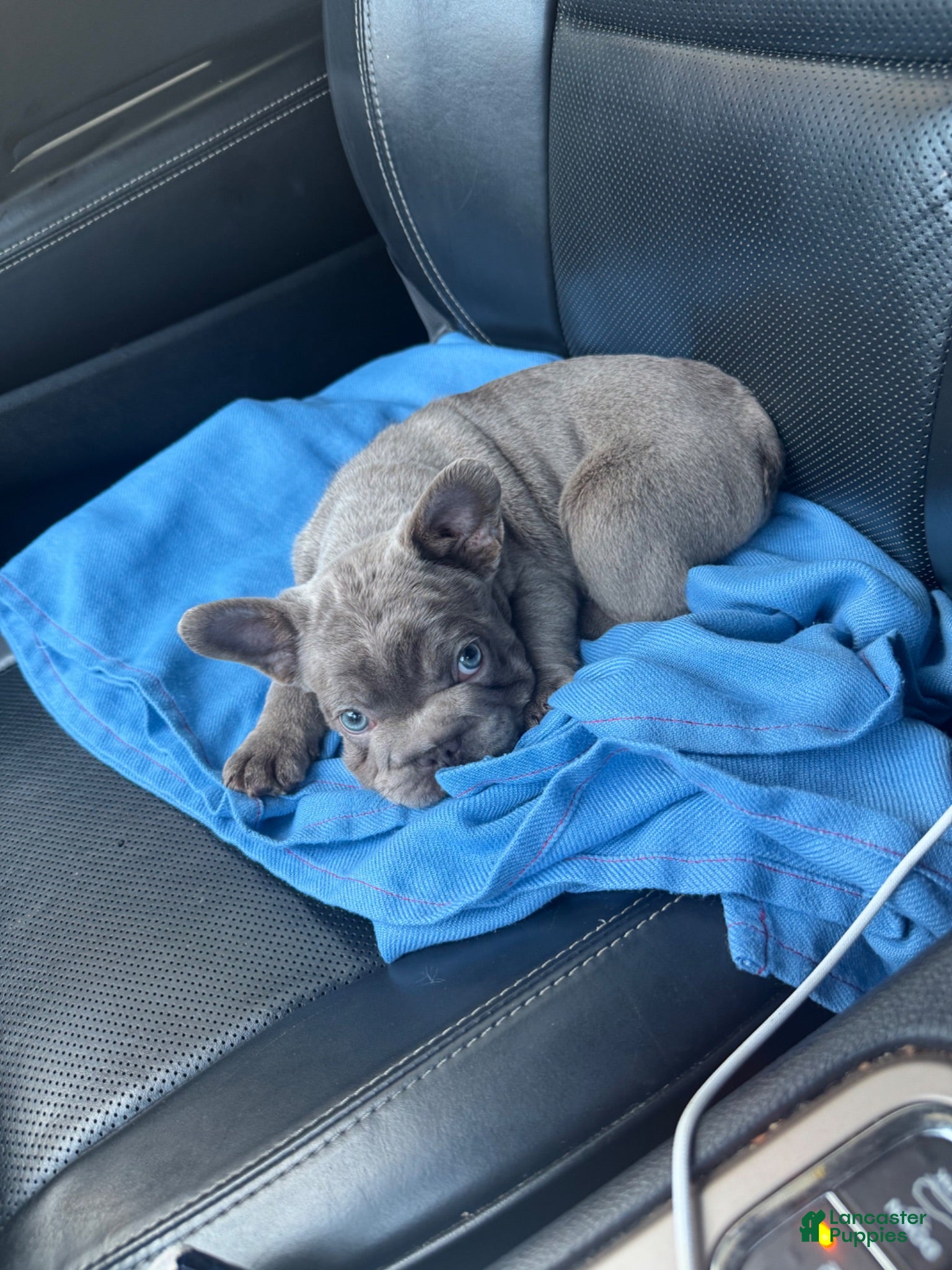 French Bulldog dogs Teddy - Ad 2
