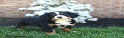 Miniature Bernese Mountain Dog dogs for sale: Daisy - Ad 3