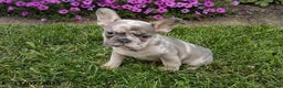 French Bulldog dogs for sale: Silas - Ad 3