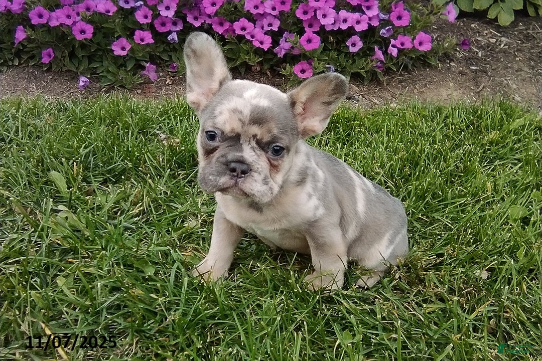 French Bulldog dogs for sale: Silas - Ad 3