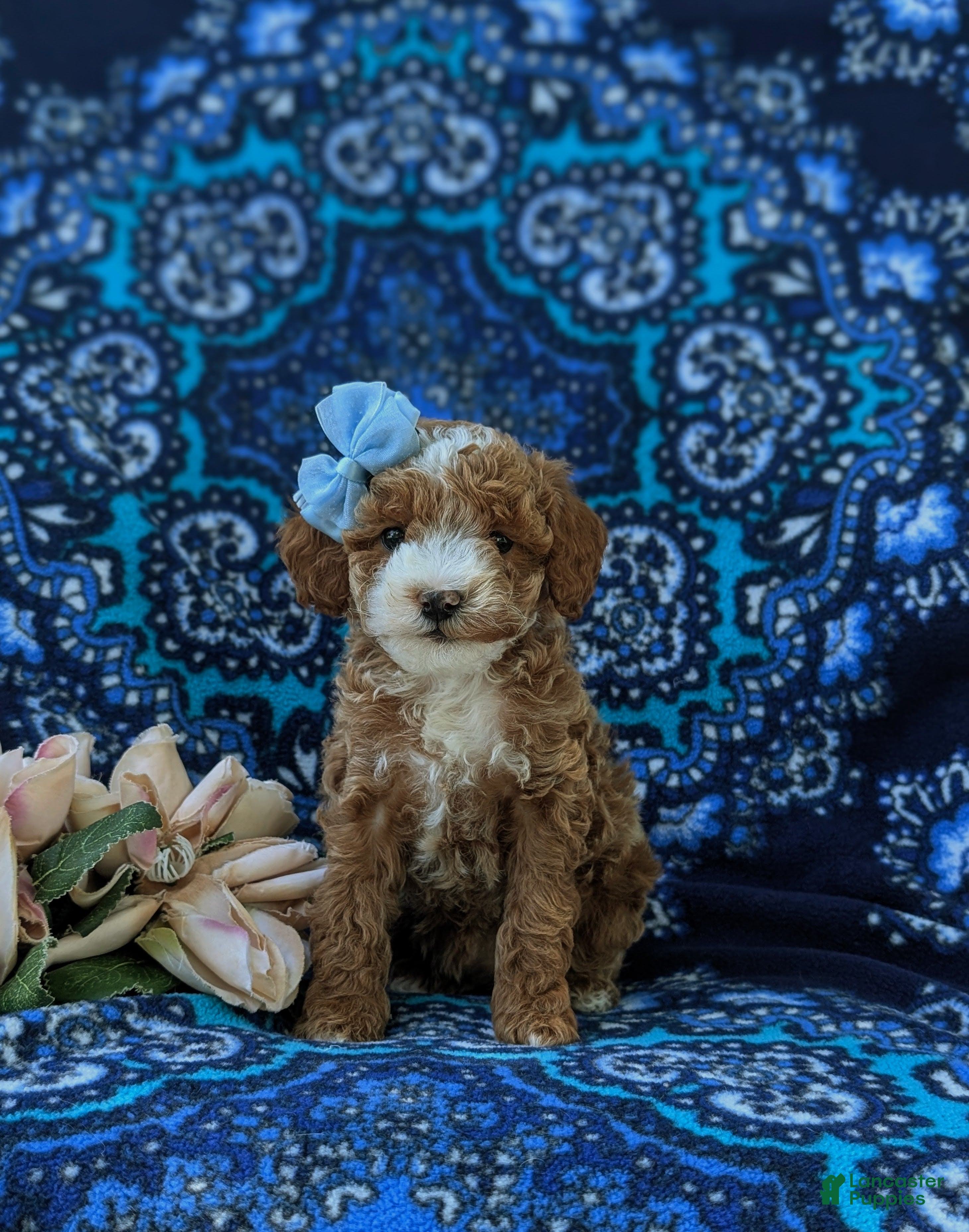 Miniature Poodle dogs Shantae - Ad 2