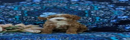 Miniature Poodle dogs for sale: Shantae - Ad 2