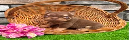 French Bulldog dogs for sale: Jasmine - Ad 4