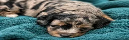 Bernedoodle dogs for sale: Moon - Ad 4