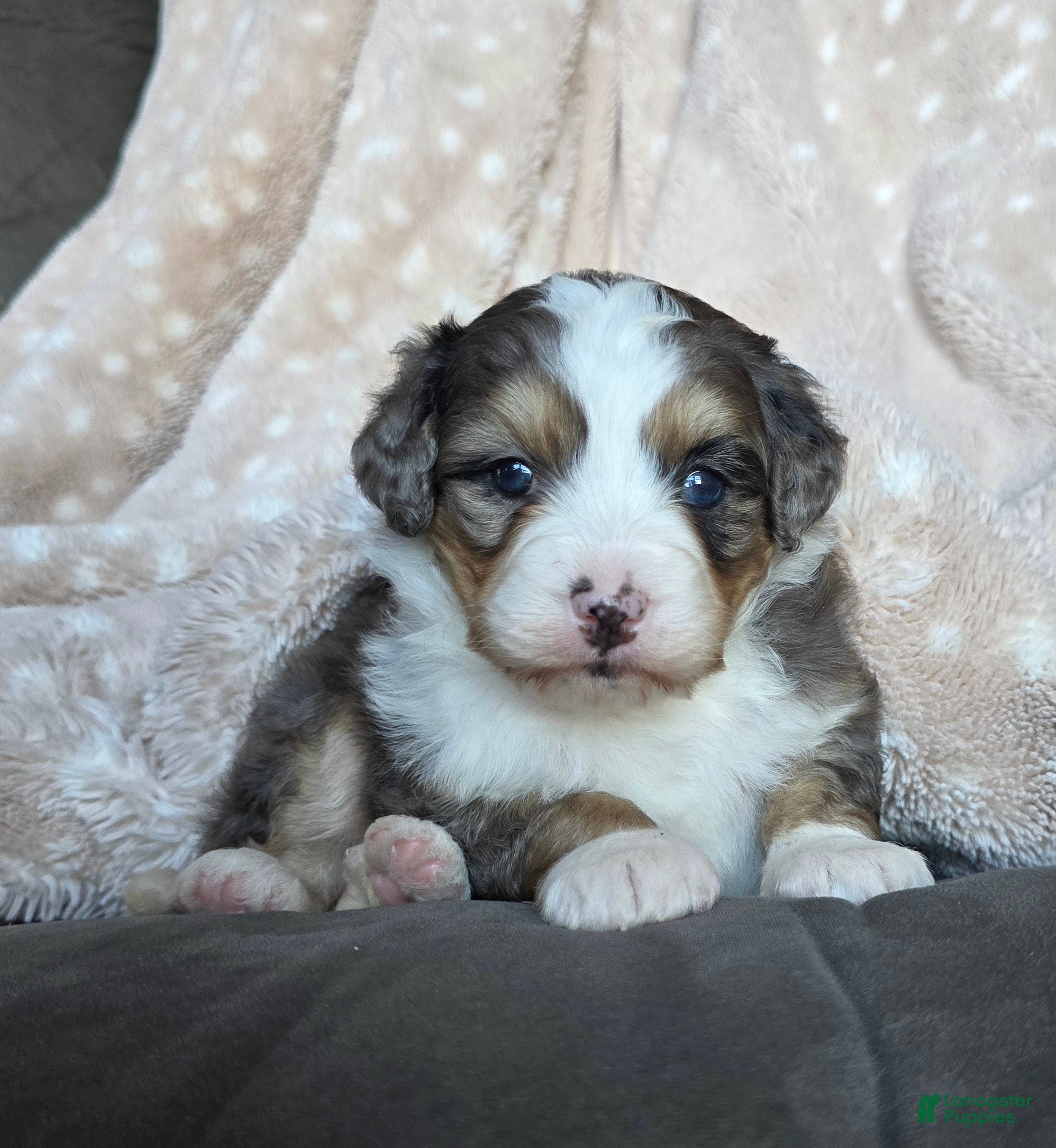 Mini Bernedoodle dogs for sale: Mini Stella - Ad 1