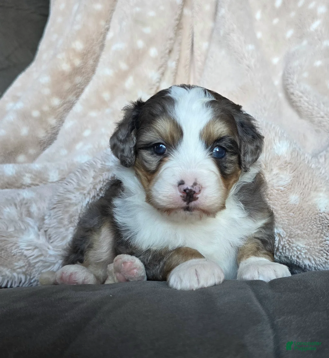 Mini Bernedoodle dogs for sale: Mini Stella - Ad 1