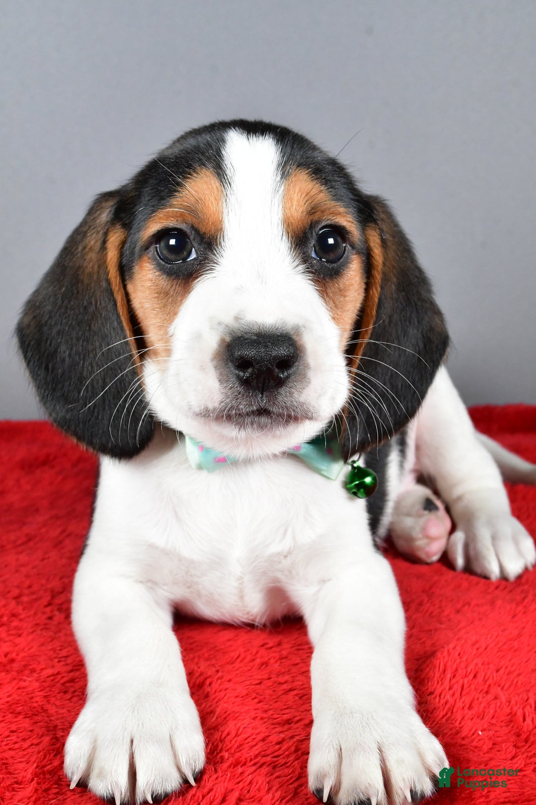 Beagle dogs for sale: Josh - Ad 8