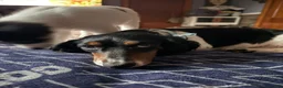 Miniature Dachshund dogs for sale: Miniature Dachshund 1 - Ad 8