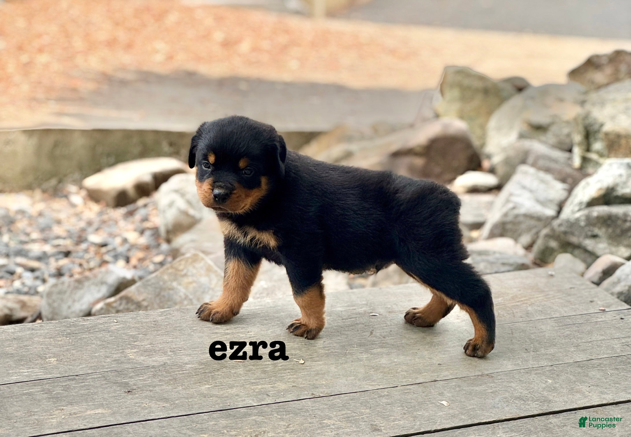 Rottweiler dogs Ezra  - Ad 1