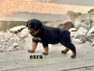Rottweiler dogs for sale: Ezra - Ad 2
