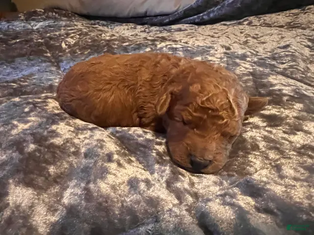 Cavapoo dogs for sale: Cavapoo 1 Blue Collar - Ad 6