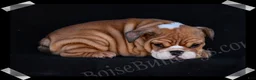 English Bulldog dogs for sale: Brown Sugar - Ad 10