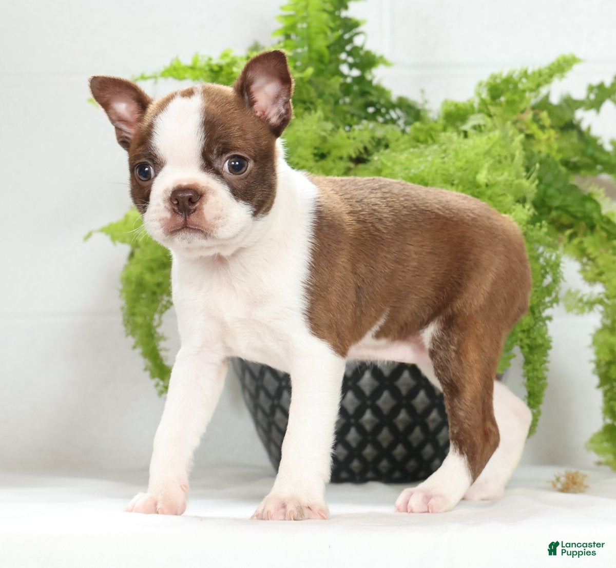 Boston Terrier dogs Missy - Ad 1