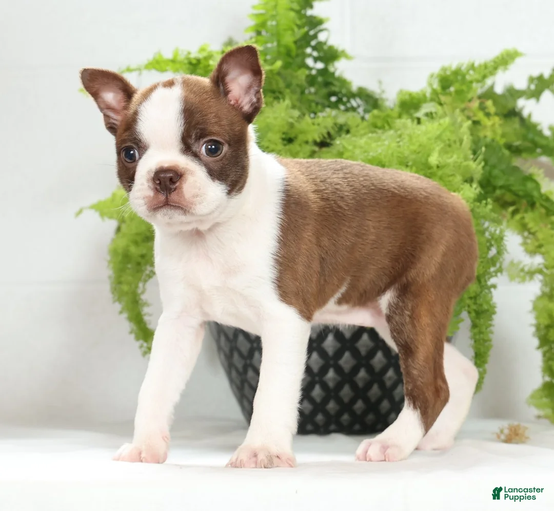 Boston Terrier dogs for sale: Missy - Ad 1