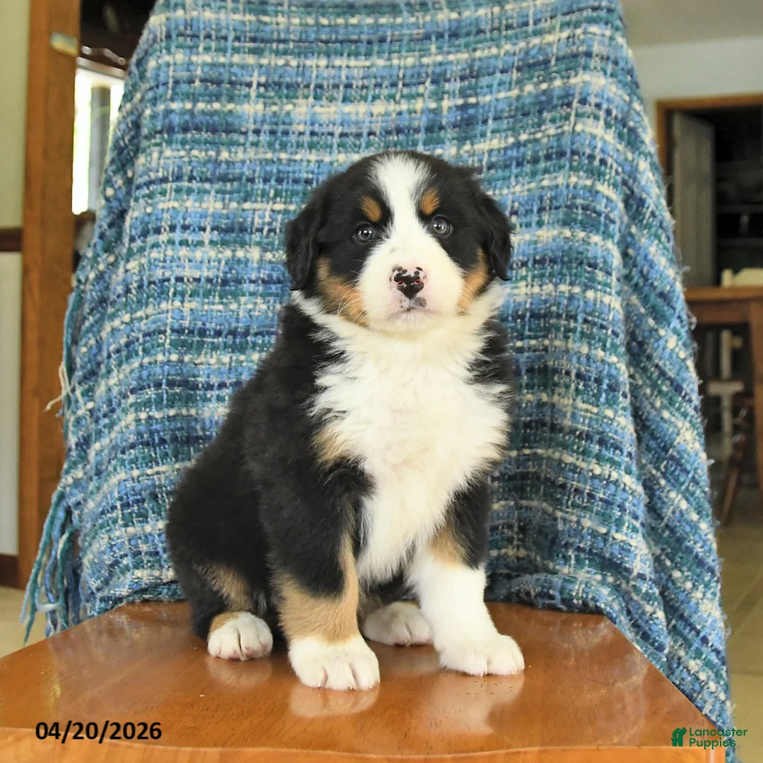 Mixed Breed dogs for sale: Bella   - Ad 1