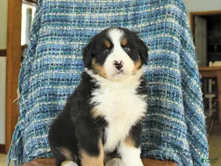 Mixed Breed dogs for sale: Bella - Ad 1