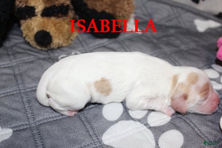 Cocker Spaniel dogs Isabella - Ad 2