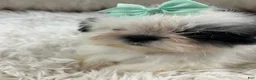 Shih Tzu dogs for sale: Shih Tzu Male 2 - Ad 5