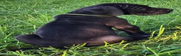 Great Dane dogs for sale: Black male Green Collar  - Ad 6