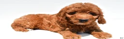 Mini Goldendoodle dogs for sale: Max - Ad 6