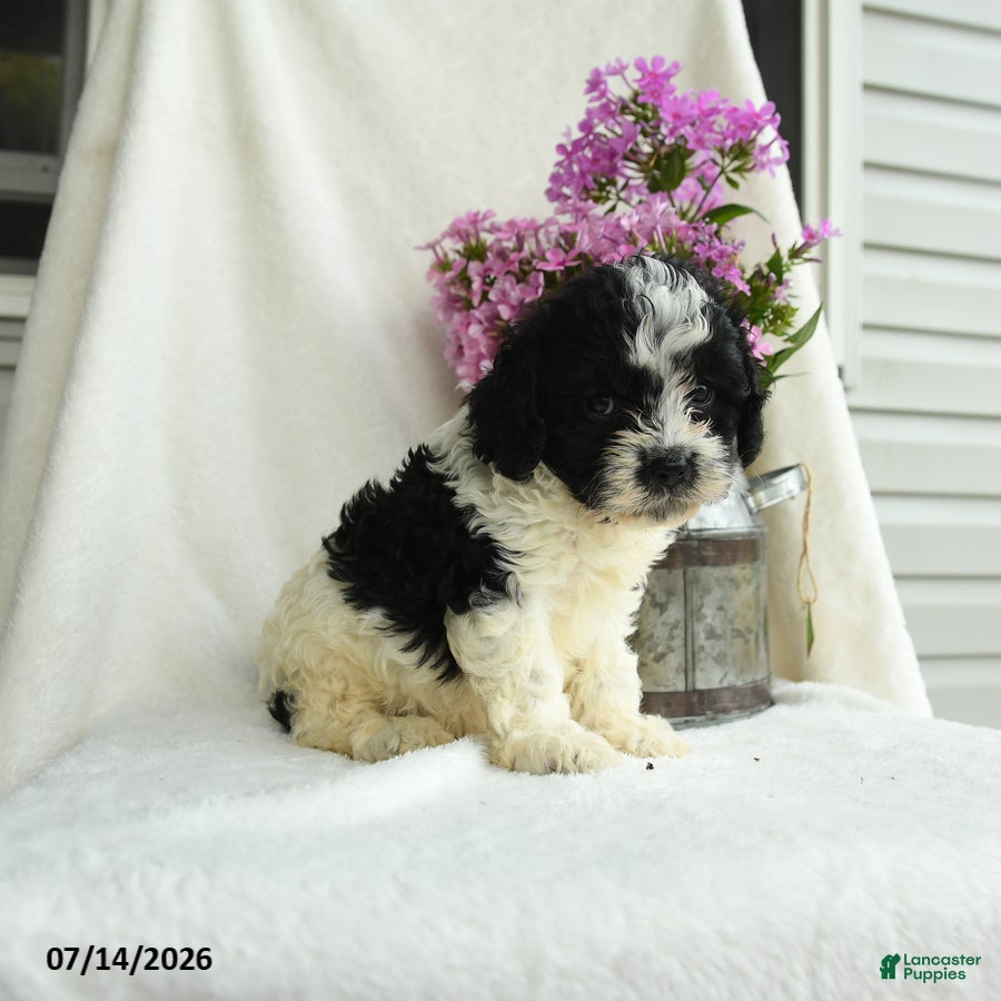 Cavapoo dogs Chex - Ad 2