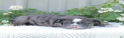 English Bulldog dogs for sale: Jaxon - Ad 5