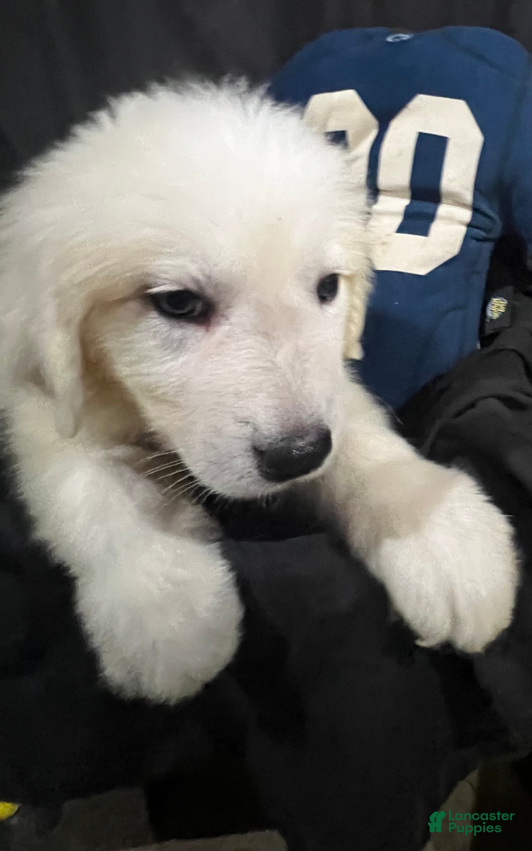 Great Pyrenees dogs Dusty - Ad 1