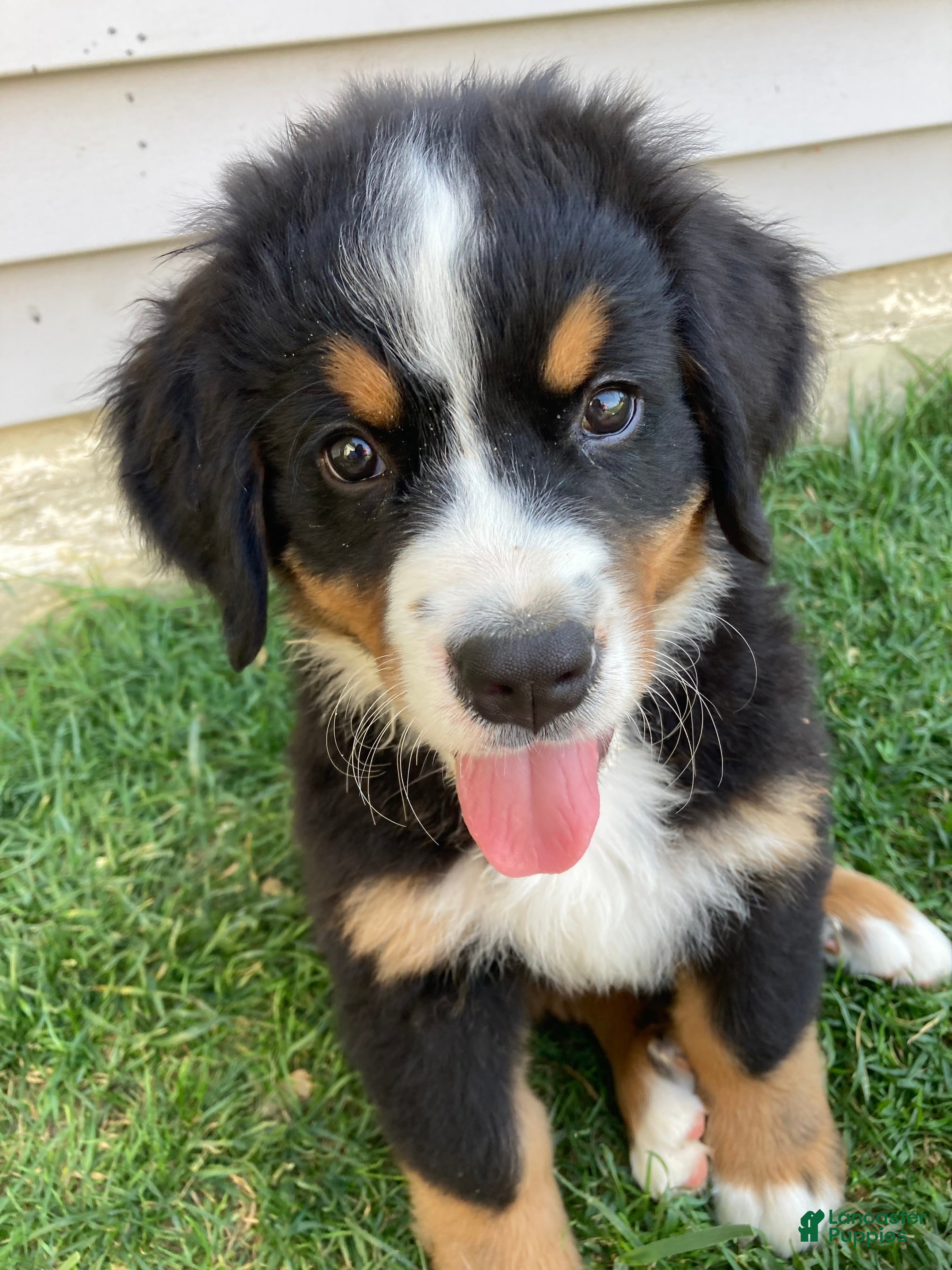 Bernese Mountain Dog dogs Smudge - Ad 2